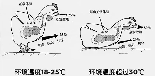 《夏日炎炎，如何為動(dòng)物防暑、降溫》